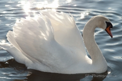 2011-03-20_16-35_0028_Nymphenburg_Schwaene