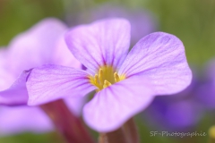 2011-05-06_15-02_0097_Garten_Blumen