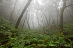 2011-10-07_11-54_0073_La_Gomera