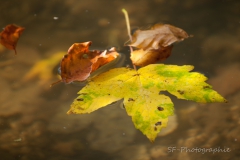 2011-10-23_14-34_0008_Mesnerbichl_Herbst