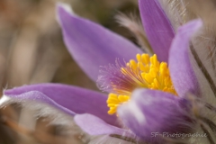 2012-03-17_14-30_0046_Andechs_Baeckerbichl