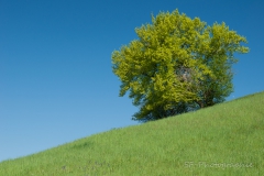 2012-05-04_09-24_0145_Andechs_Baeckerbichl