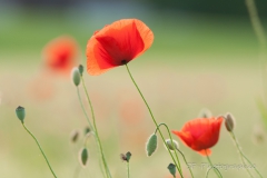 2014-06-07_19-05_0026_Schoengeising_Mohn