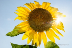 2014-08-16_16-04_0006_Alling_Sonnenblumen