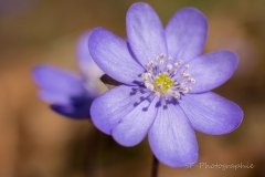 2015-03-28_14-47_0020_Andechs_Waldanemone